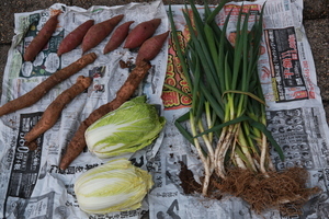 ねぎ・白菜・じねんじょ・サツマイモ